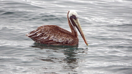 Brown pelican (Pelecanus occidentalis) floating in the harbor in Puerto Lopez, Ecuador