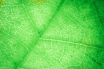 Macro photo of autumn foliage. green leaf texture background