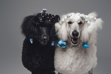 Couple black and white dogs against gray background