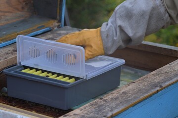 Beekeeper feeding bees in autumn, feeder for bees for sugar.