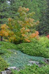 Autumn Season in the Garden