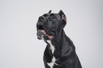 Amusing staffordshire bull terrier dog with black fur
