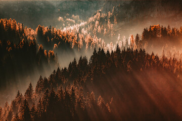 Sonnenstrahlen durch nebligen Kiefernwald Herbst Natur Hintergrund