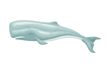Sperm Whale or Cachalot as Aquatic Placental Marine Mammal with Flippers and Large Tail Fin Closeup Vector Illustration