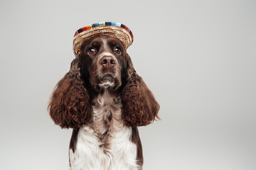 Portrait of english springer dog wearing straw hat
