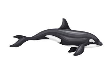 Obraz premium Killer Whale or Orca as Aquatic Placental Marine Mammal with Flippers and Large Tail Fin Closeup Vector Illustration