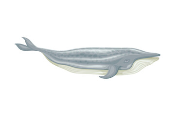 Whale as Aquatic Placental Marine Mammal with Flippers and Large Tail Fin Closeup Vector Illustration