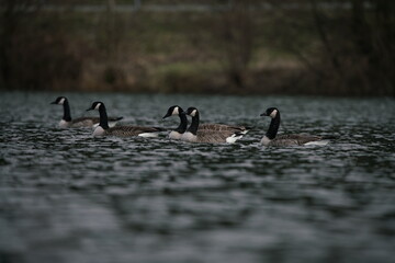 Fototapeta premium Branta canagensis, schwimmende Gruppe von Kanadagänsen, Tiere, Vögel, avifauna, Tierwelt, See mit leichten Wellen, Naturfotografie und Tierportrait