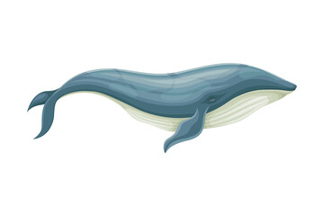 Blue Whale as Aquatic Placental Marine Mammal with Flippers and Large Tail Fin Closeup Vector Illustration
