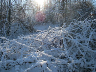 snow covered trees