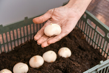 A woman holds a tulip bulb in her hand before planting it in a plastic box with soil for growing in a greenhouse.