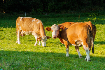 Fototapeta na wymiar Two funny cows looking at the camera and gazing in a meadow on the pasture