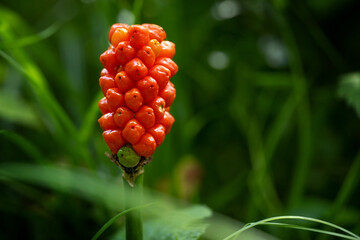 Arum maculatum with red berries also called Cuckoo Pint or Lords and Ladies, poisonous woodland plant against a dark green background, copy space, close-up shot, selected focus, narrow depth of field