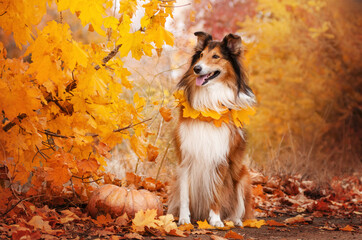 red-haired collie magical autumn beautiful portrait of a dog walking in the autumn forest
