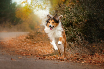 red-haired collie magical autumn beautiful portrait of a dog walking in the autumn forest
