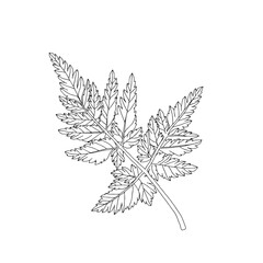 Illustration of a black parsley leaf isolated on a white background