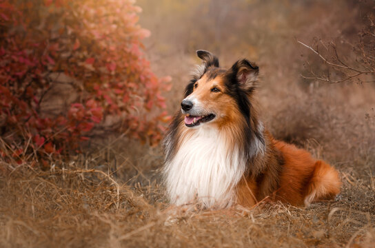 red-haired collie magical autumn beautiful portrait of a dog walking in the autumn forest
