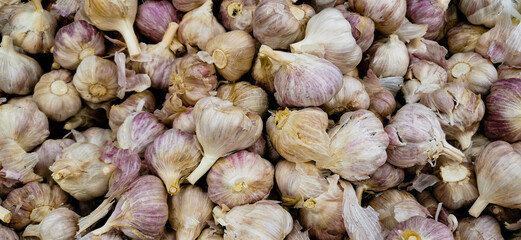 Ajo Garlic 
