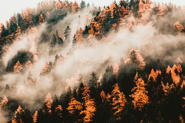 Fototapety  autumn nature background forest in fog