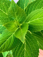 close up of green leaf