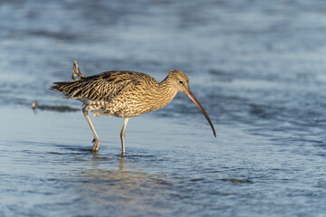 Curlew, Numenius arquata