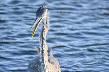 great blue heron