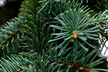Fluffy Fir branch in close up. The concept of Christmas. Space for text.