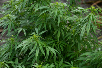 Cannabis Flowers Outdoor. Own cultivation of marijuana in the garden.