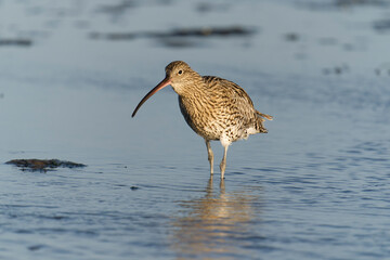 Curlew, Numenius arquata