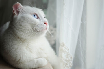 White scottish fold kitten with blue eyes in natural window light