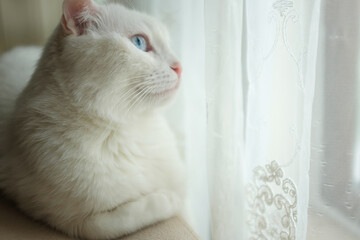 White scottish fold kitten with blue eyes in natural window light