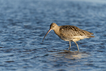 Curlew, Numenius arquata
