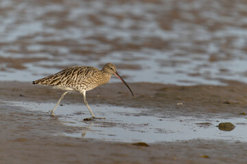 Curlew, Numenius arquata