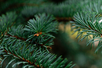 Fluffy Fir branch in close up. The concept of Christmas. Space for text.