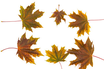 Colored autumn maple leaves on a white background.