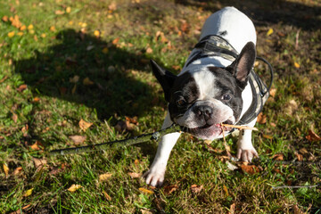 French Bulldog on a walk gnaws off a stick