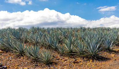 Landscape of agave plants to produce tequila