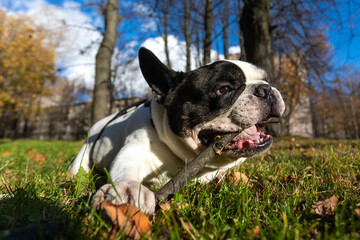 French Bulldog on a walk gnaws off a stick