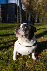 Walking with a French Bulldog wearing glasses
