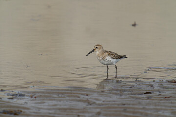 Dunlin, Calidris alpina