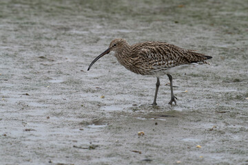 Curlew, Numenius arquata