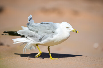 seagull on the beach
