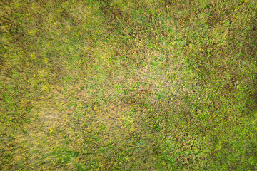 Green natural grass texture and background