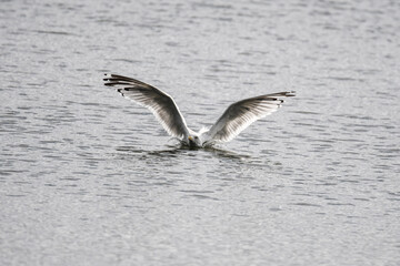 seagull in flight