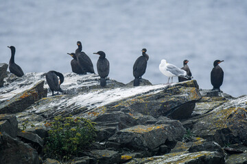 penguins on the rocks