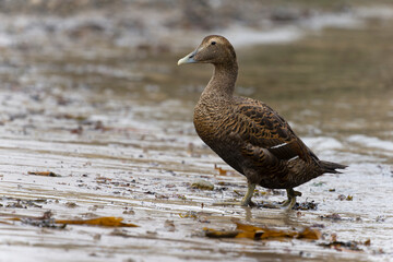 Eider duck, Somateria mollissima,