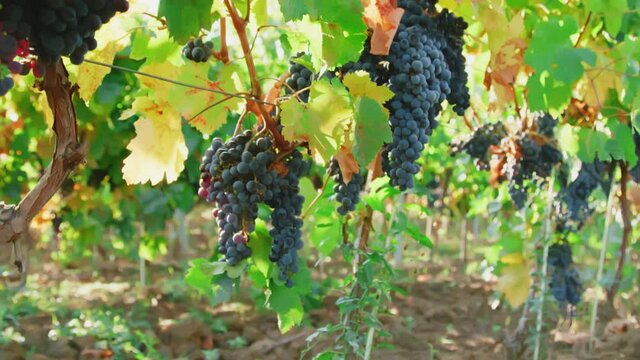 Grapes on the plantation of grapevines Blue Wine grapes on vine Autumn grapevine in Vineyards Dark skinned grapevine for red wine Sunlight Flare Magical
