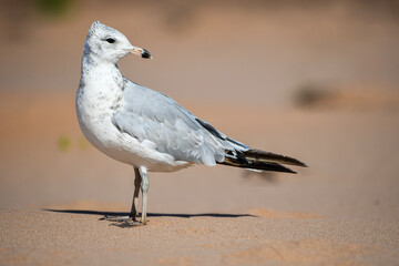 seagull on the beach