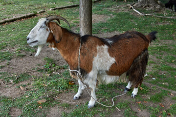 Naklejka na ściany i meble Brown and white goat in profile tied to a tree with a rope on a farm. horizontal. Argentina