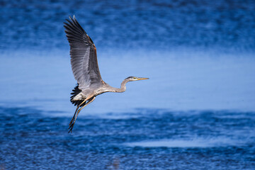 great blue heron